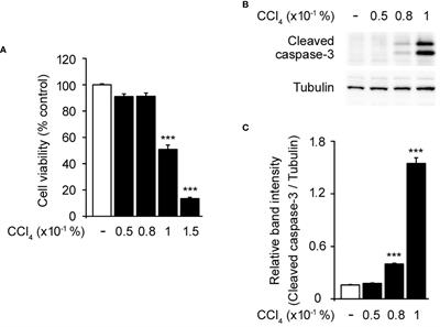 Cereblon deficiency ameliorates carbon tetrachloride-induced acute hepatotoxicity in HepG2 cells by suppressing MAPK-mediated apoptosis